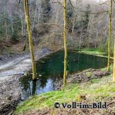 Forst