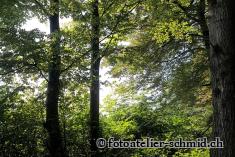 Erinnerungswald Stimmung